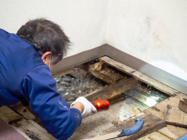 Best HVAC Mold Remediation in Dunnavant, AL