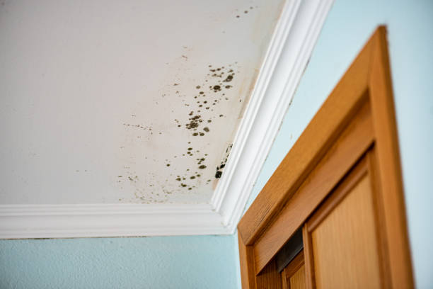 Best Commercial Mold Remediation in Dunnavant, AL