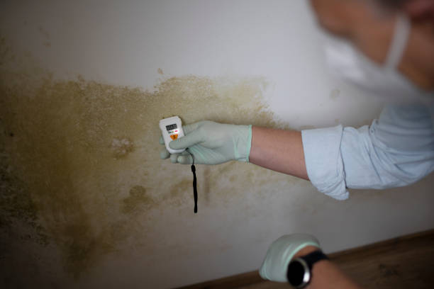 Best Mold Testing and Inspection Services in Dunnavant, AL