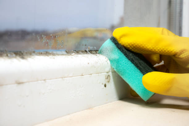 Best Industrial Mold Remediation in Dunnavant, AL
