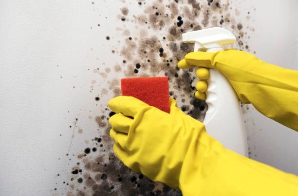 Best Kitchen Mold Remediation in Dunnavant, AL
