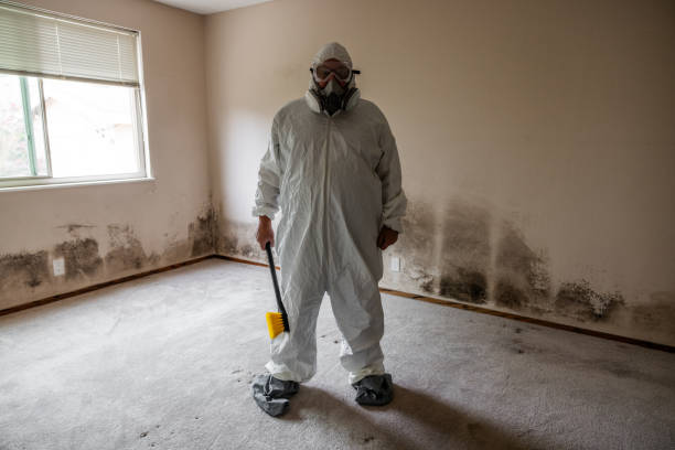 Best Attic Mold Remediation in Dunnavant, AL
