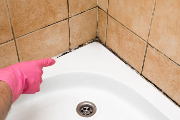 Best Health and Safety Mold Remediation in Dunnavant, AL